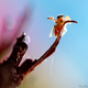 Illustration for article titled Can You Believe These Insect Fantasyland Photos Were Shot On Someone's Kitchen Table?